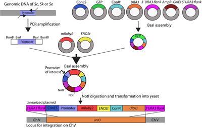 The Genetic Makeup and Expression of the Glycolytic and Fermentative Pathways Are Highly Conserved Within the Saccharomyces Genus